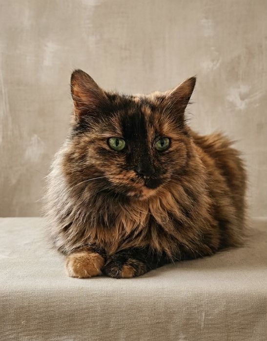 Віддаємо кицю в добрі руки