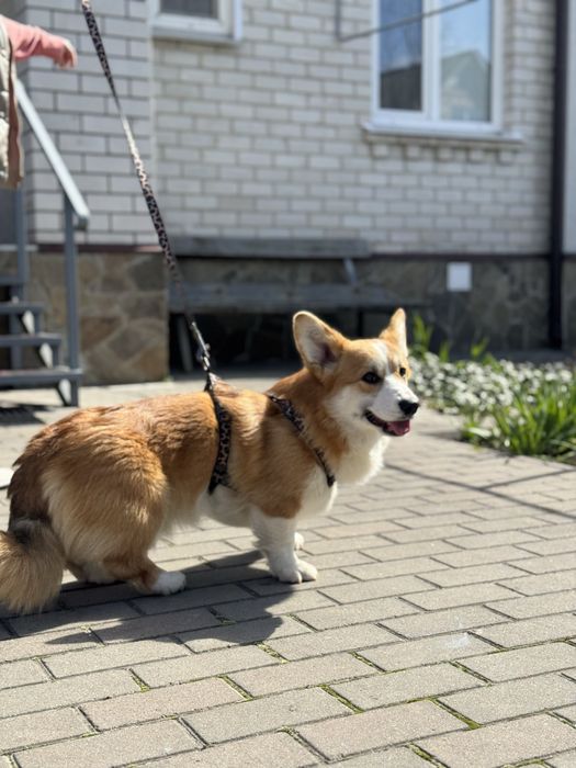 Хлопчик коргі пемброк!