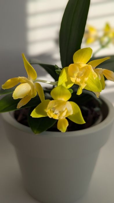 Орхідея мультифлорка триліпс