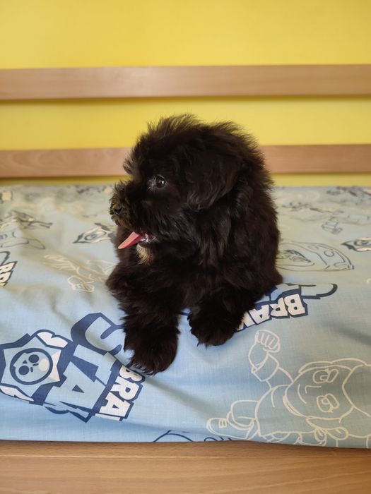 Мальтіпу супер щенки