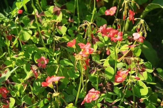 Szczawik Deppego czterolistny