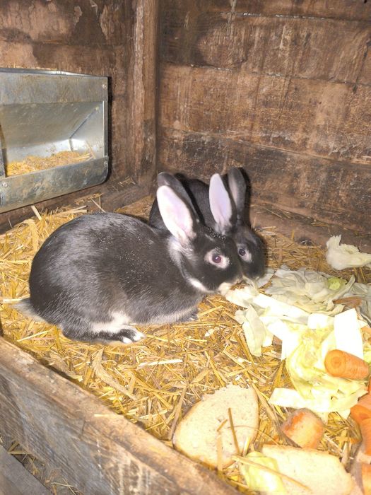 Sprzedam samice i samce