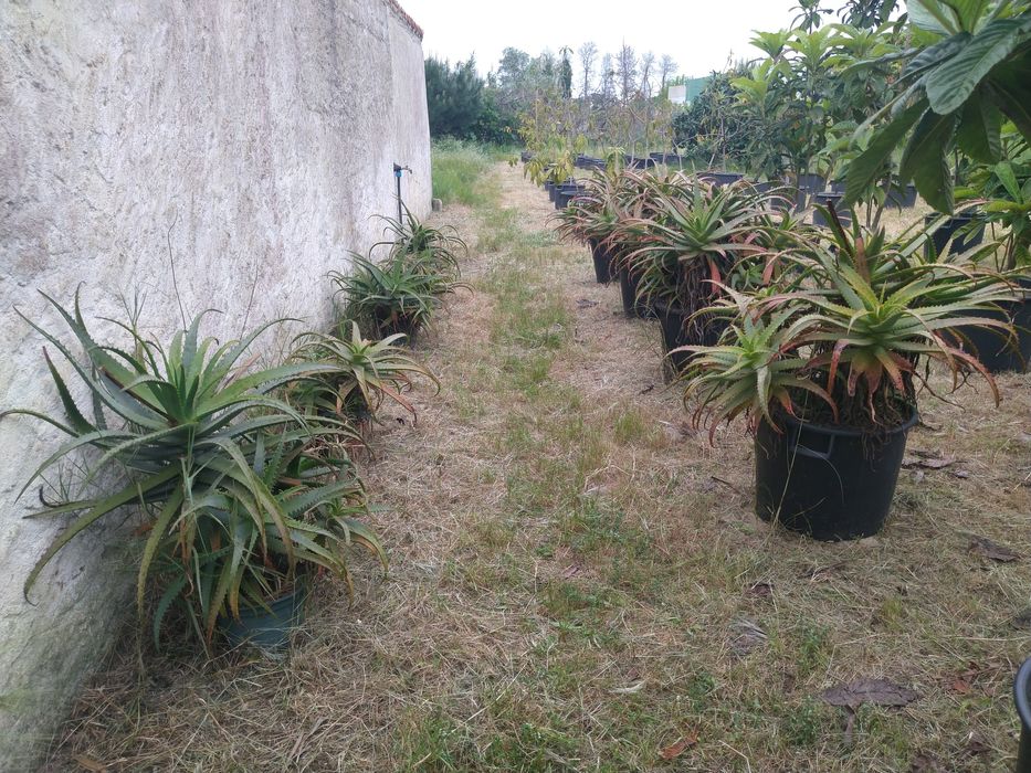 Aloés Prontas A Produzir