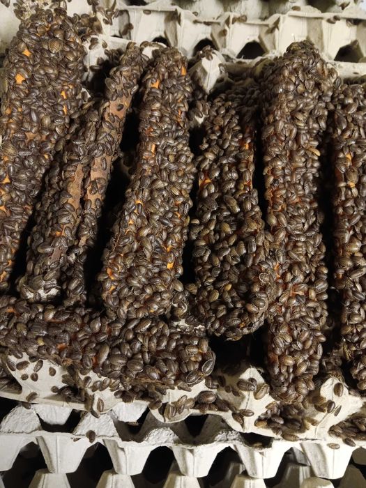 Sprzedam Wyleg Karaczana Argentynskiego