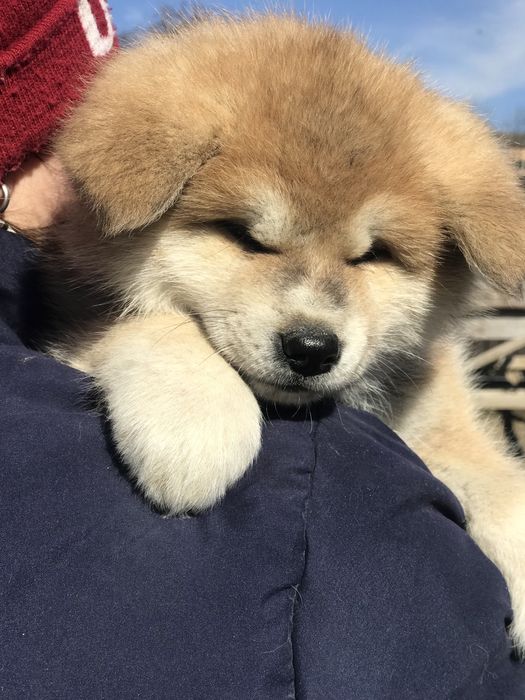 Акіта іну, дівчинка, 4 щеплення, 5 місяців