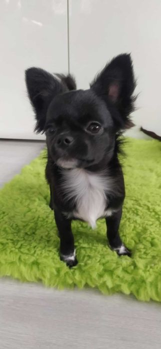 Chihuahua SUPER szczeniak piesek mini  prawdziwy rodowód ZKwP (FCI)