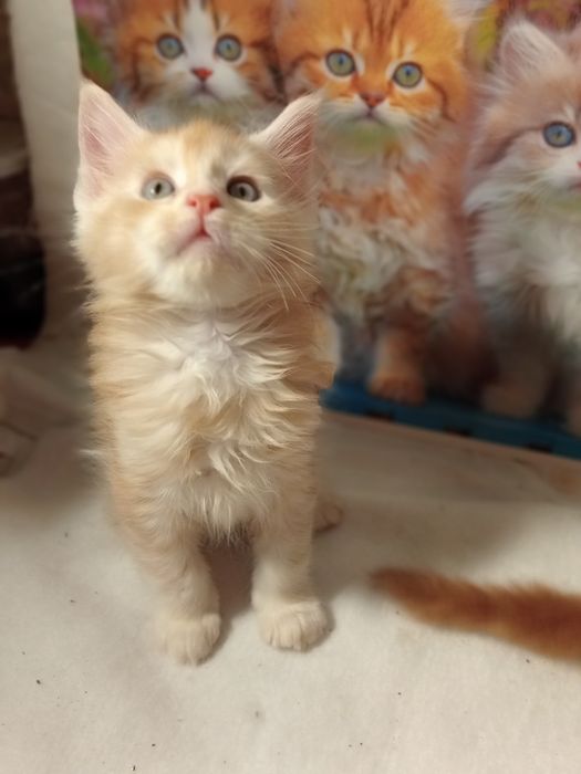 Кошенята Мейн-куни