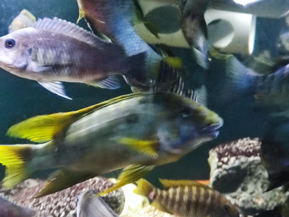 Petrochromis macrognathus