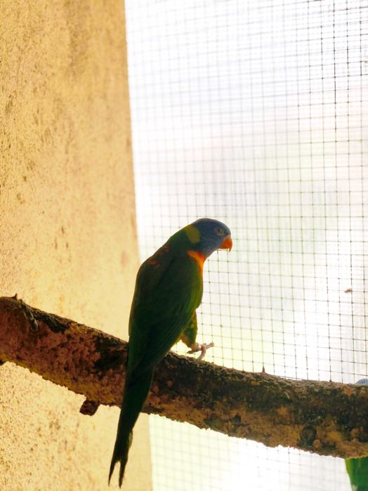 Fêmea loris molucanus