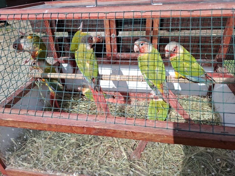 Samce Samice kolorowe