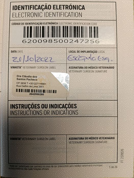 Pastor alemão cachorro