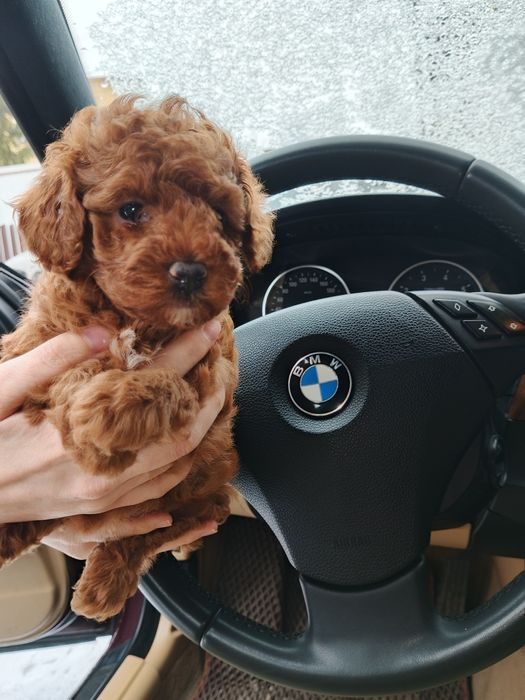 Одесские щенки Той