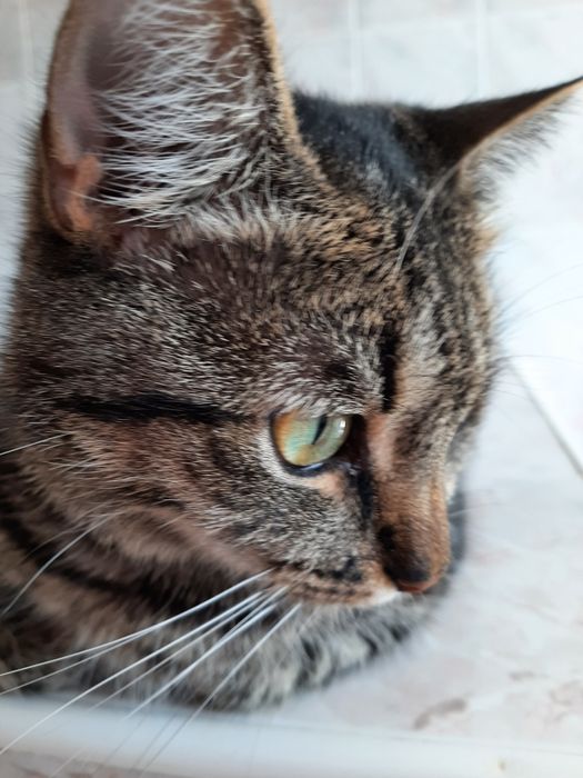 Kotka około  2,4 mce  do adopcji