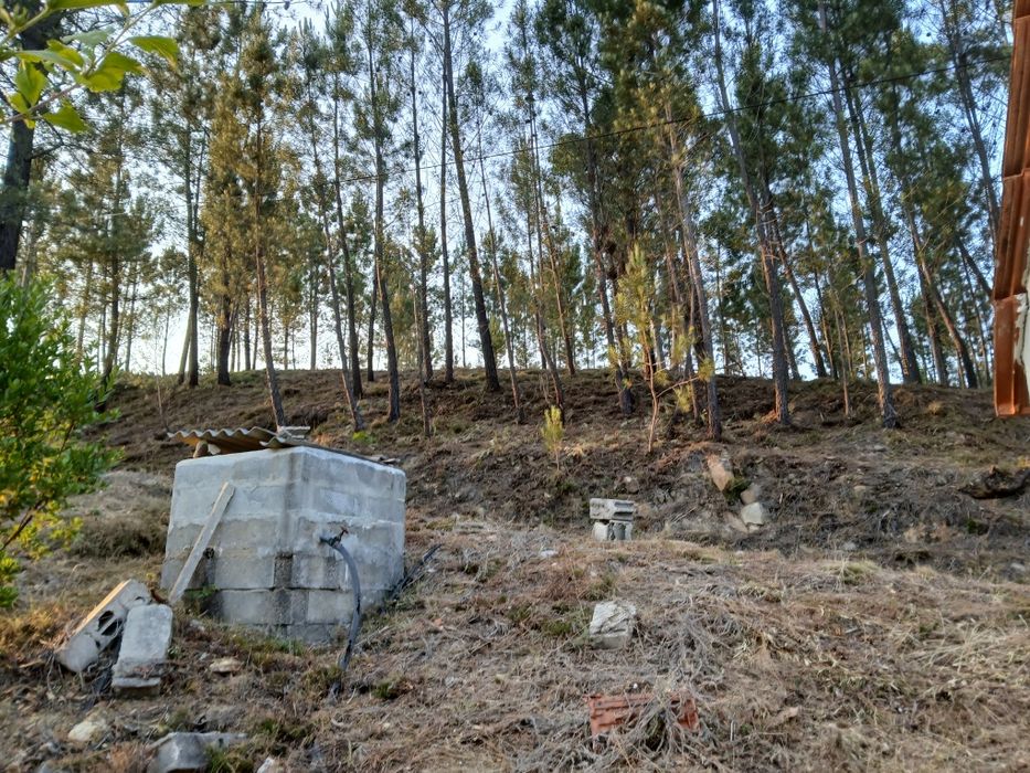 Serviços de silvicultura