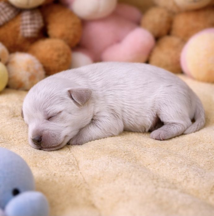 Sznaucer miniaturowy biały