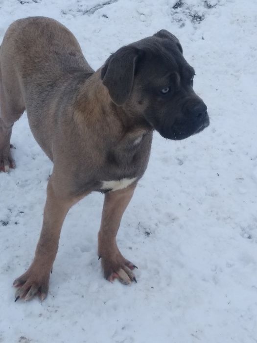 Cane Corso- odchowana sunia