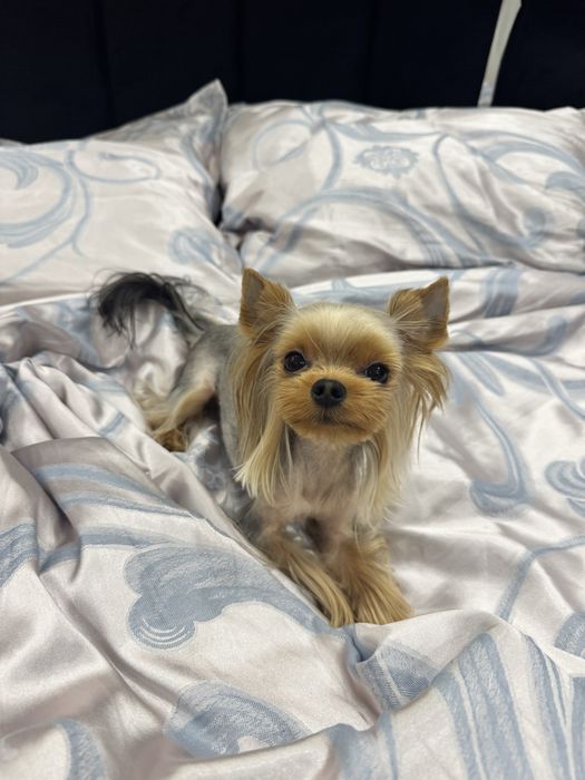 Вʼязка Міні Йорка