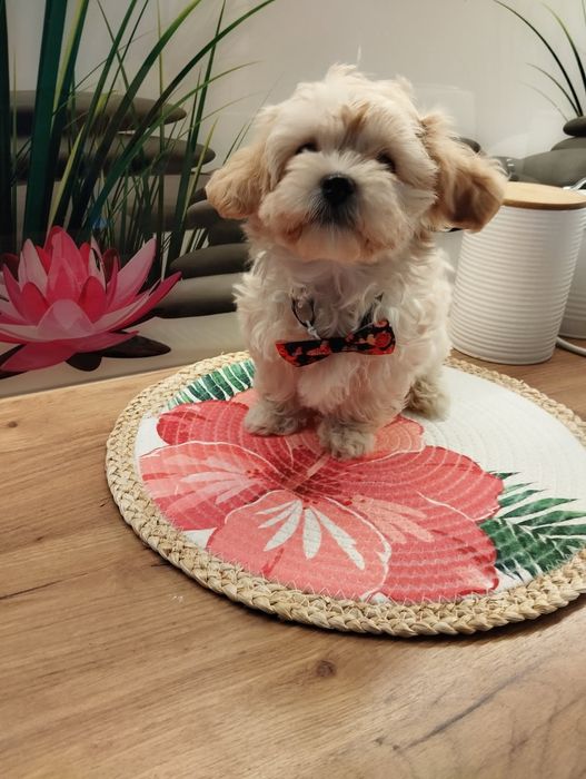 Suczka Maltipoo f1 z Rodowodem