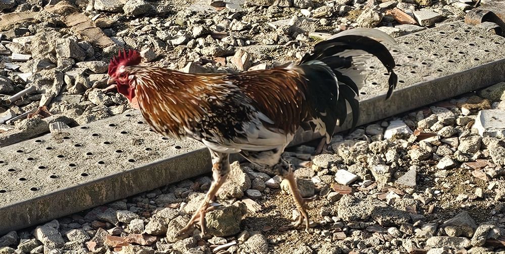 Galos Várias Raças