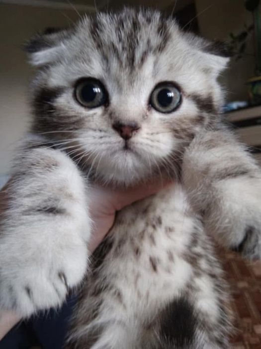 Dziewczynka marmurowa zwisłoucha