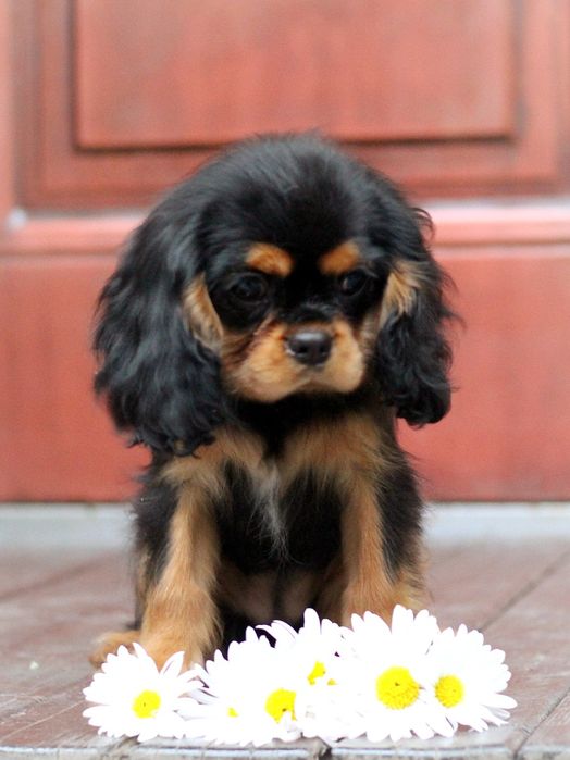 Кавалер Кінг Чарльз спаніель