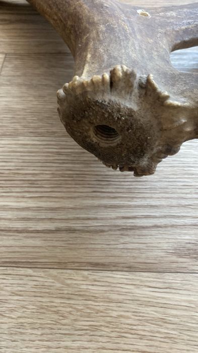 Продам рога оленя