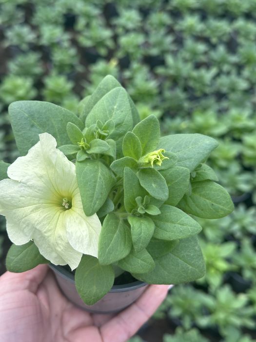 Петунія ГУРТ та РОЗДРІБ