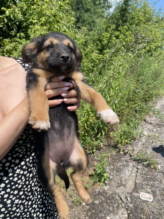 Віддаємо цуциків