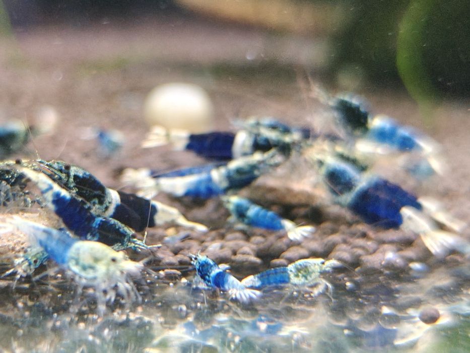 Krewetki Caridina Ocean Blue
