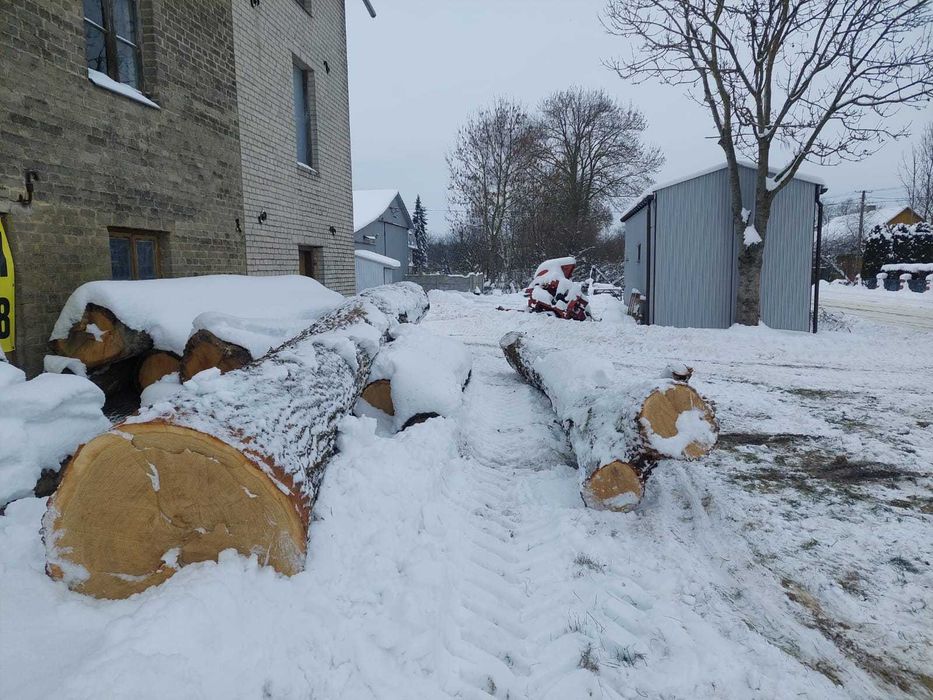 Dąb tartaczny, kłoda debowa