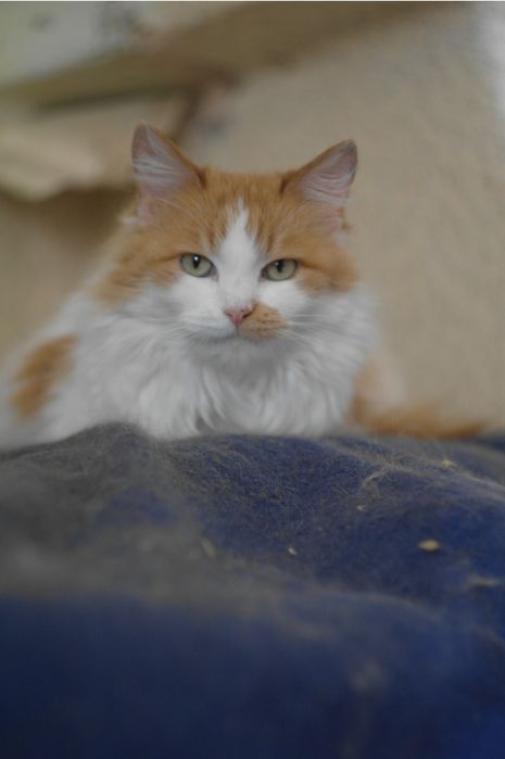 Кошка кішка кошеня молода руда біла рыжая белая