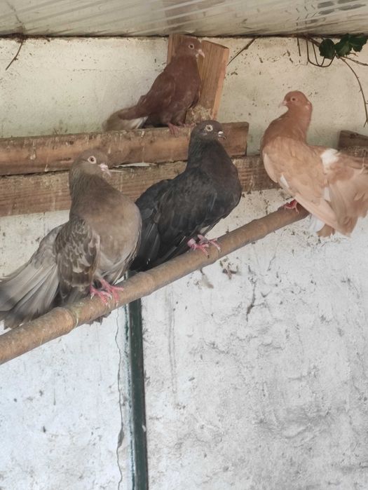 Pombos de leque, machos e fêmeas