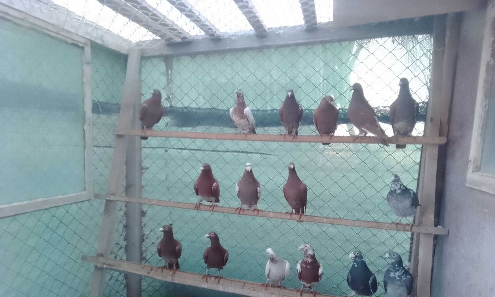 Gołębie mulemansy młode 2025 r