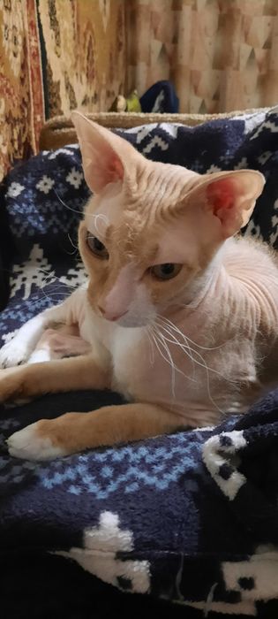 Очень нужен кошачий корм , когтеточка и перен