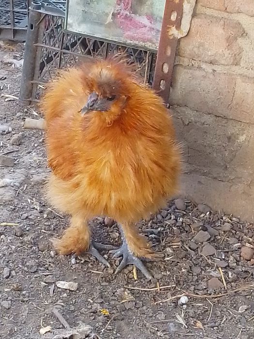 Півні пухові, шовкові кури.