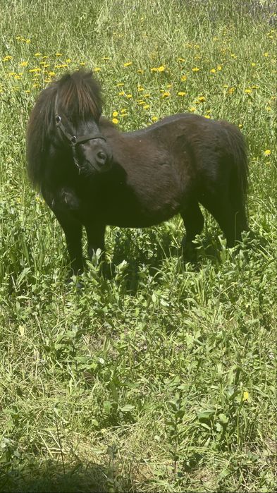 Ponei shetland anão
