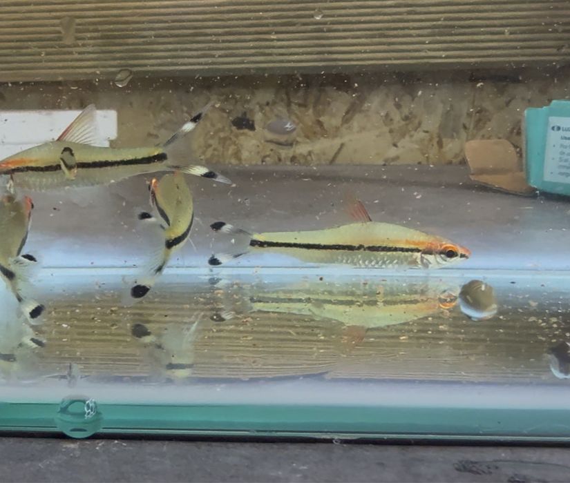 Barbo Torpedo cores fantasticas