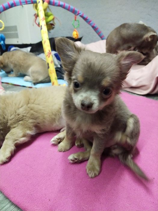 Девочка Чихуахуа