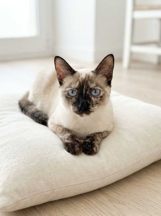 Setúbal / Margem Sul / Lisboa — BIANCA, gatinha para adoção