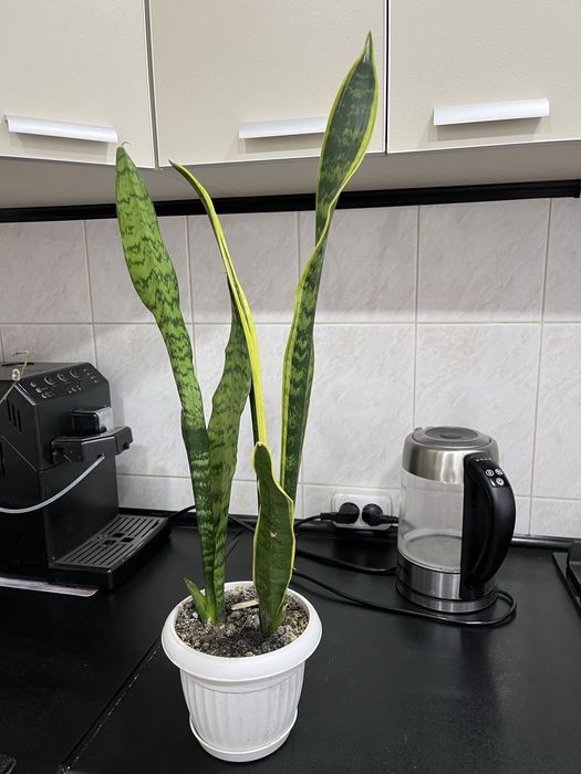 Высокие комнатные высокие цветы,сансевиерия, тещин язык, щучий язык,