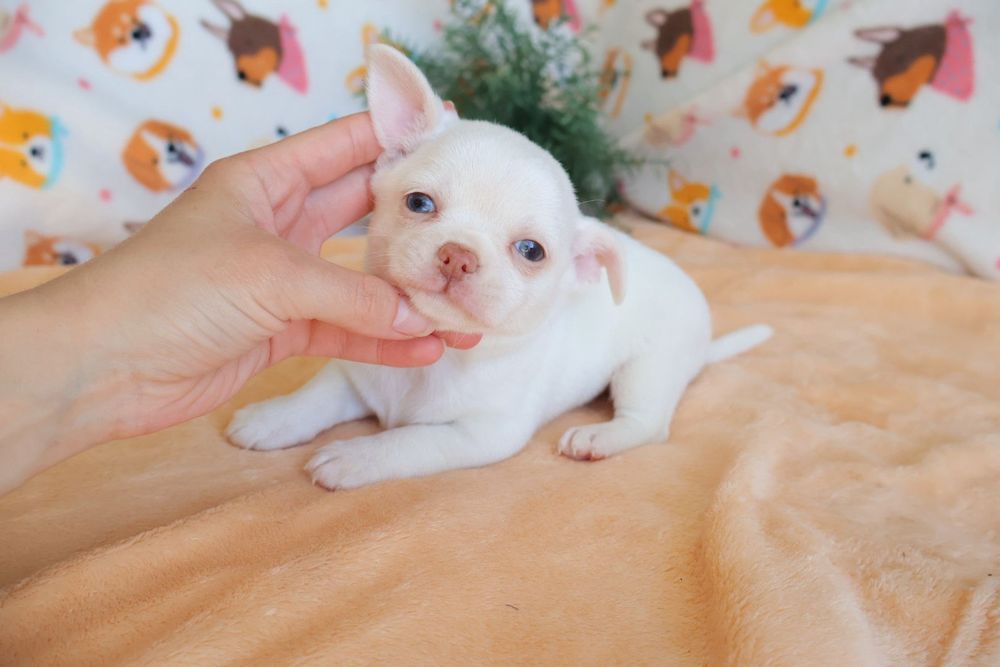 Chihuahua Mini . Branco olhos azuis.  Perfeito