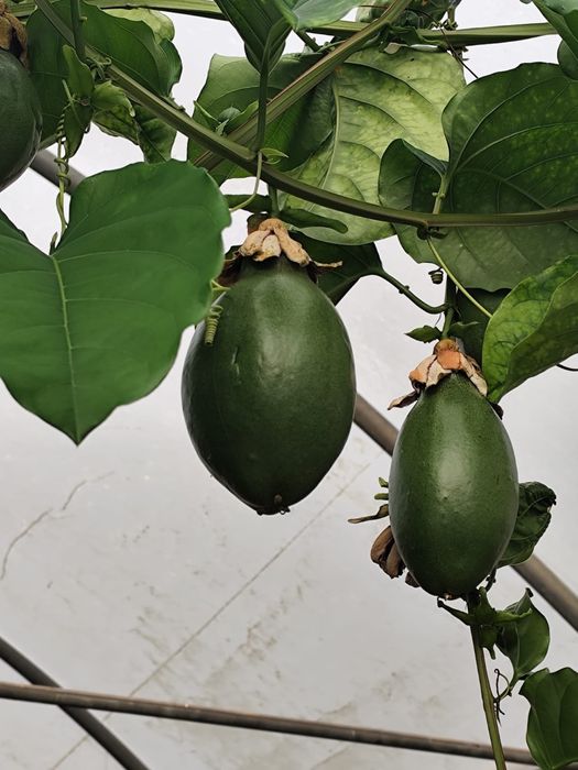 Maracuja fruta e olantas disponíveis