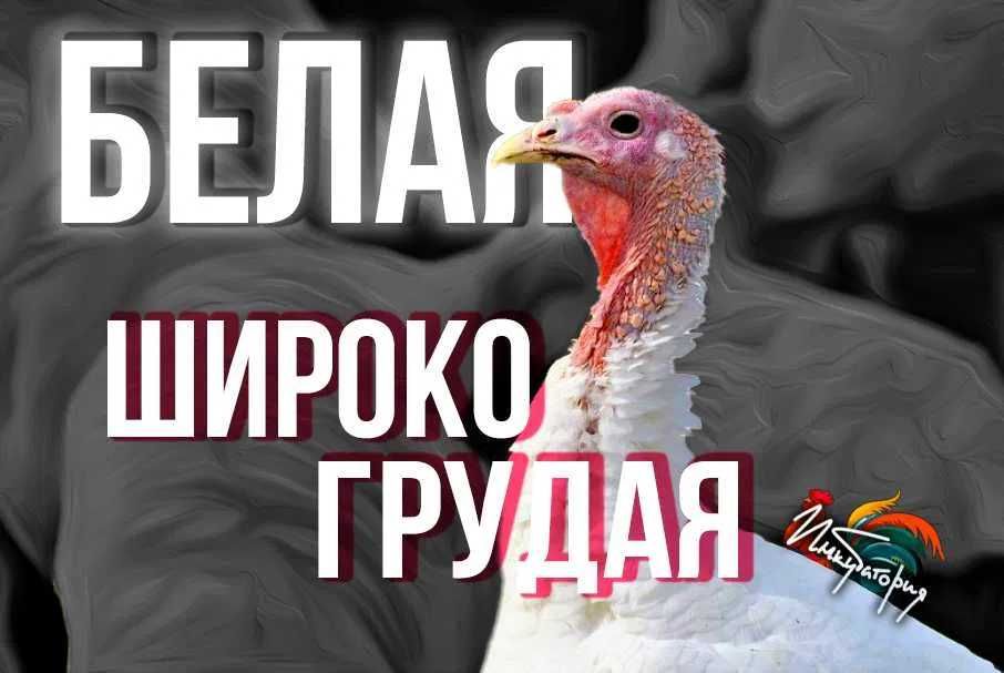 Інкубаційне яйце породи Біла Широкогруда (Інкубаторія UA).