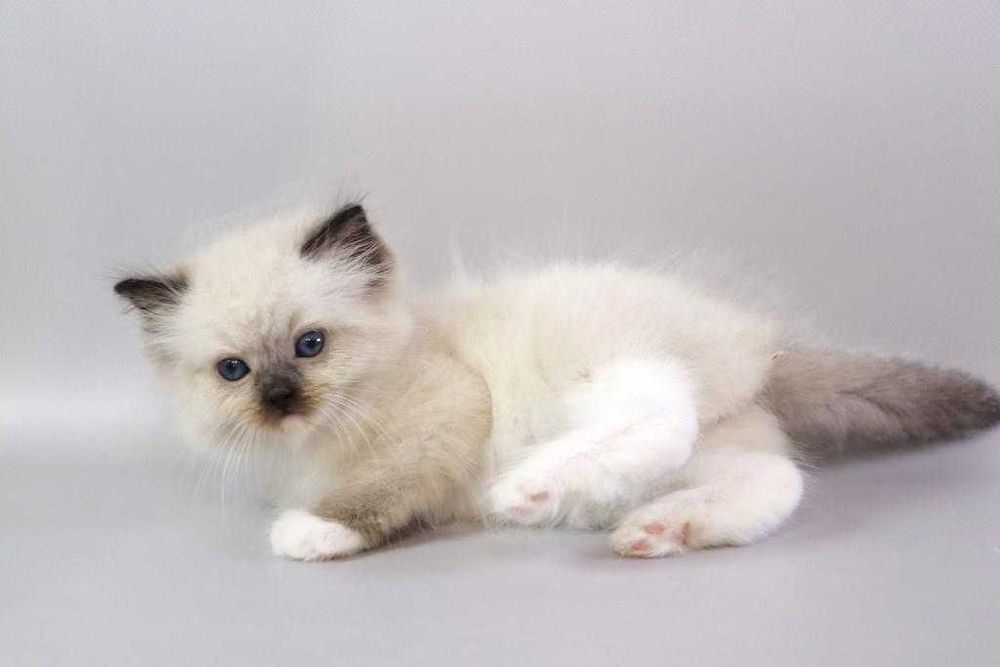 Самий ласкавий  хлопчик\\РЭГДОЛЛ/Ragdoll//