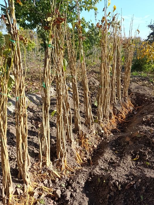 Саджанці Плодових Дерев. ОПТОМ можлива доставка по Україні