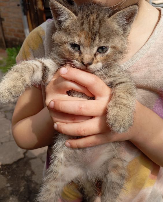 Отдам котят в хорошие руки/віддам кицинят в добрі руки.