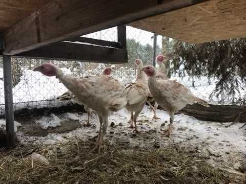 Indyki młode , wyklute