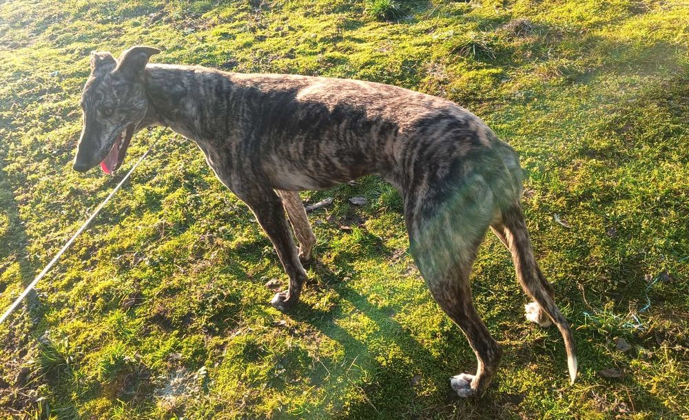 Suczka młoda chart greyhound