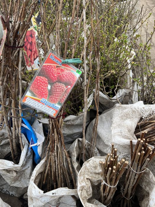 Саженци Малины Ежевики Смородины