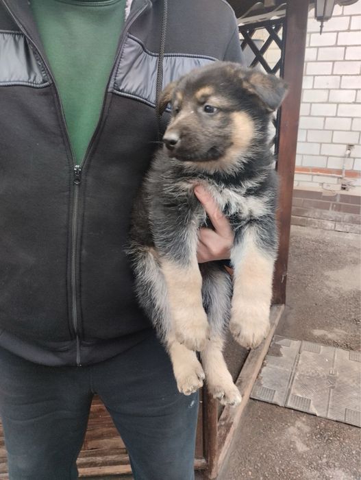 Продам цуценят Німецької вівчарки